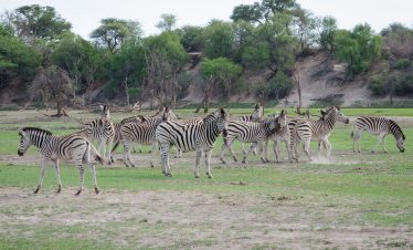 4-Day Botswana Makgadikgadi Zebra Migration Experience