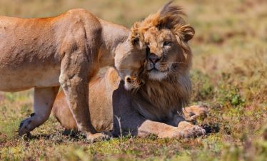 1-Day Amazing Trip to Ngorongoro Crater