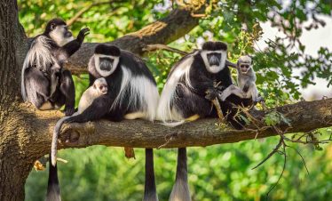 1-Day Experience the Wonders of Arusha National Park