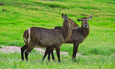 3-Day Chobe National Park Adventure