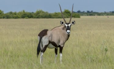 4-Day Central Kalahari Game Reserve and Nxai Pan
