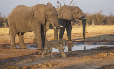 8-Day Highlights of Botswana