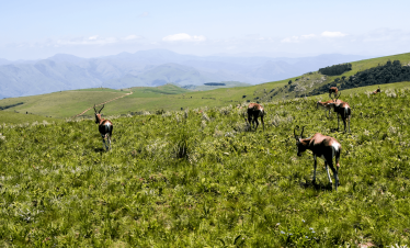 5-Day Eswatini Malolotja NR Guided Self-Drive Mid Range