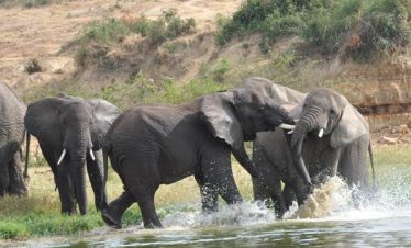 5-Day Luxury Safari Big Five