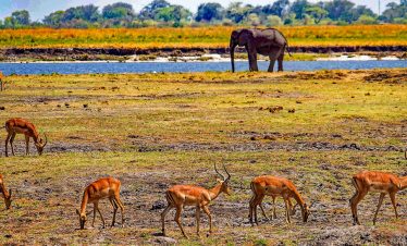 5-Day Botswana and Zambia Thrilling Safari