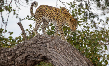 5-Day Ultimate Safari in Moremi & Khwai
