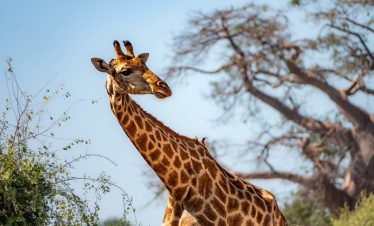 5-Day Botswana Safari Tour