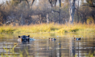 1-Day Mokoro Trip