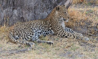 5-Day Moremi Game Reserve & Khwai Concession
