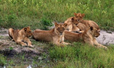 5-Day Victoria Falls and Chobe National Park Package