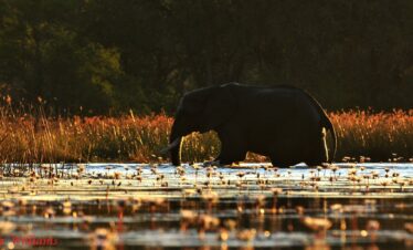 5-Day Okavango Photo Expedition – Khwai