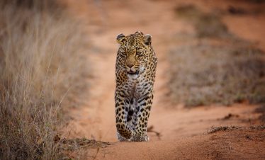 5-Day Sabi Sands and Timbavati Safari