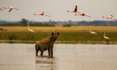 1-Day Amboseli National Park Jumbos Safari