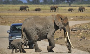 2-Day Amboseli Group Joining Safari 2023-2025