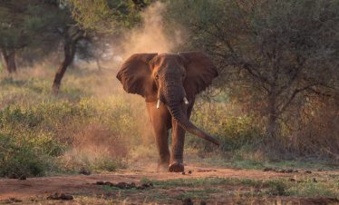 1-Day Short Trip to Tarangire National Park