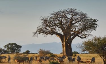 1-Day Trip from Arusha to Tarangire for Attractive Game