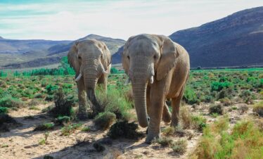 2-Day Big 5 Aquila Reserve a 2Hr Drive from Cape Town