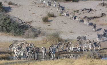 5-Day Okavango Delta & Boteti River Tented Safari