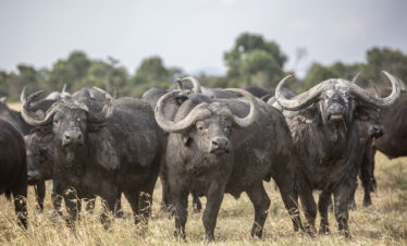 1-Day Best of Olpejeta Conservancy