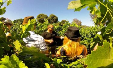 1-Day Exclusive Cape Winelands Wine Tour near Cape Town