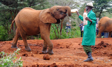 1-Day Nairobi Park, David Sheldrick, Girraffe Center