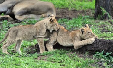 2-Day Dinokeng Lodge Safari