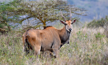 ½-Day Nairobi National Park 4 by 4 Open Sided Jeep Tour