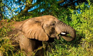 ½-Day Private Game Drive in Pilanesberg National Park