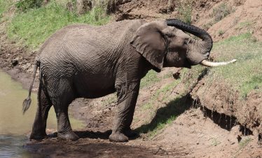 1-Day Northern White Rhinos Olpejeta Safari