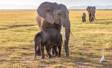 1-Day Full Day Tour to Amboseli National Park