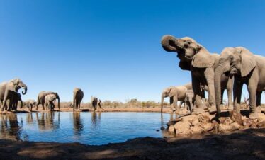 5-Day Mashatu Land of the Giants Safari
