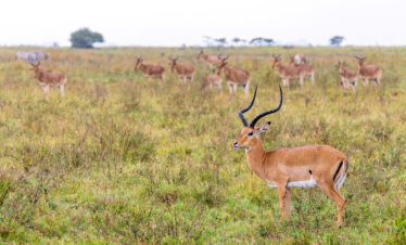1-Day Nairobi National Park & Giraffe Center