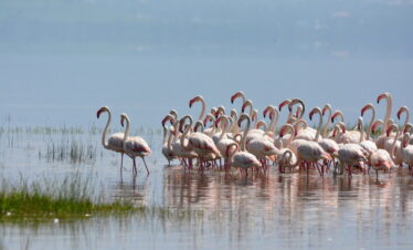 1-Day Full Day Tour to Lake Nakuru National Park