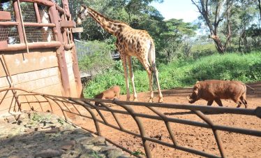 1-Day Experiencing Nairobi NP and Its Environs