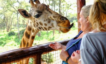 ½-Day Giraffe Center, Karen Blixen, Bomas of Kenya