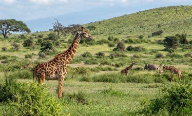1-Day Amboseli National Park from Nairobi