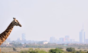 ½-Day Nairobi National Park Adventure