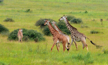 ½-Day Nairobi National Park Safari Drive