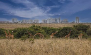 1-Day Nairobi National Park Guided Game Drive