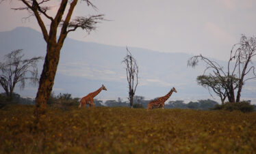 1-Day Nairobi Experience