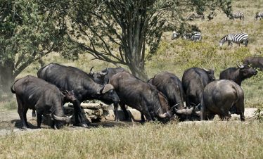 1-Day Hells Gate, Crescent Island & Lake Naivasha Safari