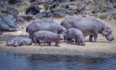 2-Day Maasai Mara Budget