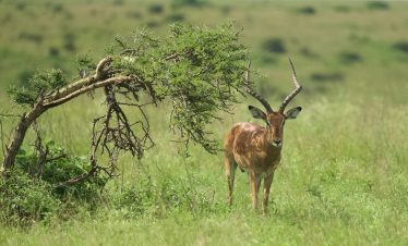 1-Day Scenes of Nairobi City Safari