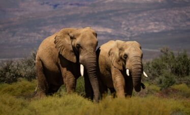 2-Day Big Five Inverdoorn Reserve from Cape Town