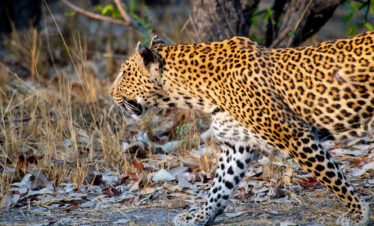 7-Day Botswana Adventure Fly-in Safari