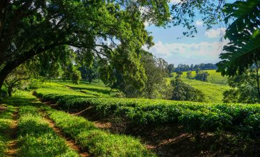 1-Day Tour to Kiambethu Tea Farm