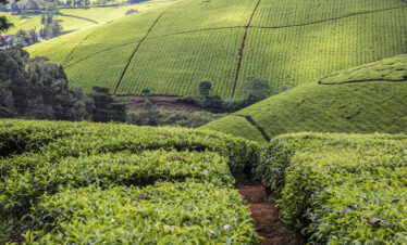 1-Day Nairobi Coffee Farm and Giraffe Center Tour