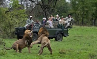 2-Day Kruger Glamping Budget Safari