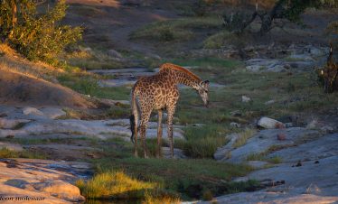 5-Day Kruger Landscapes – See Wildlife in Kruger