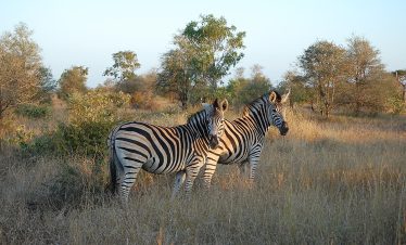 5-Day Luxury Kruger National Park Safari